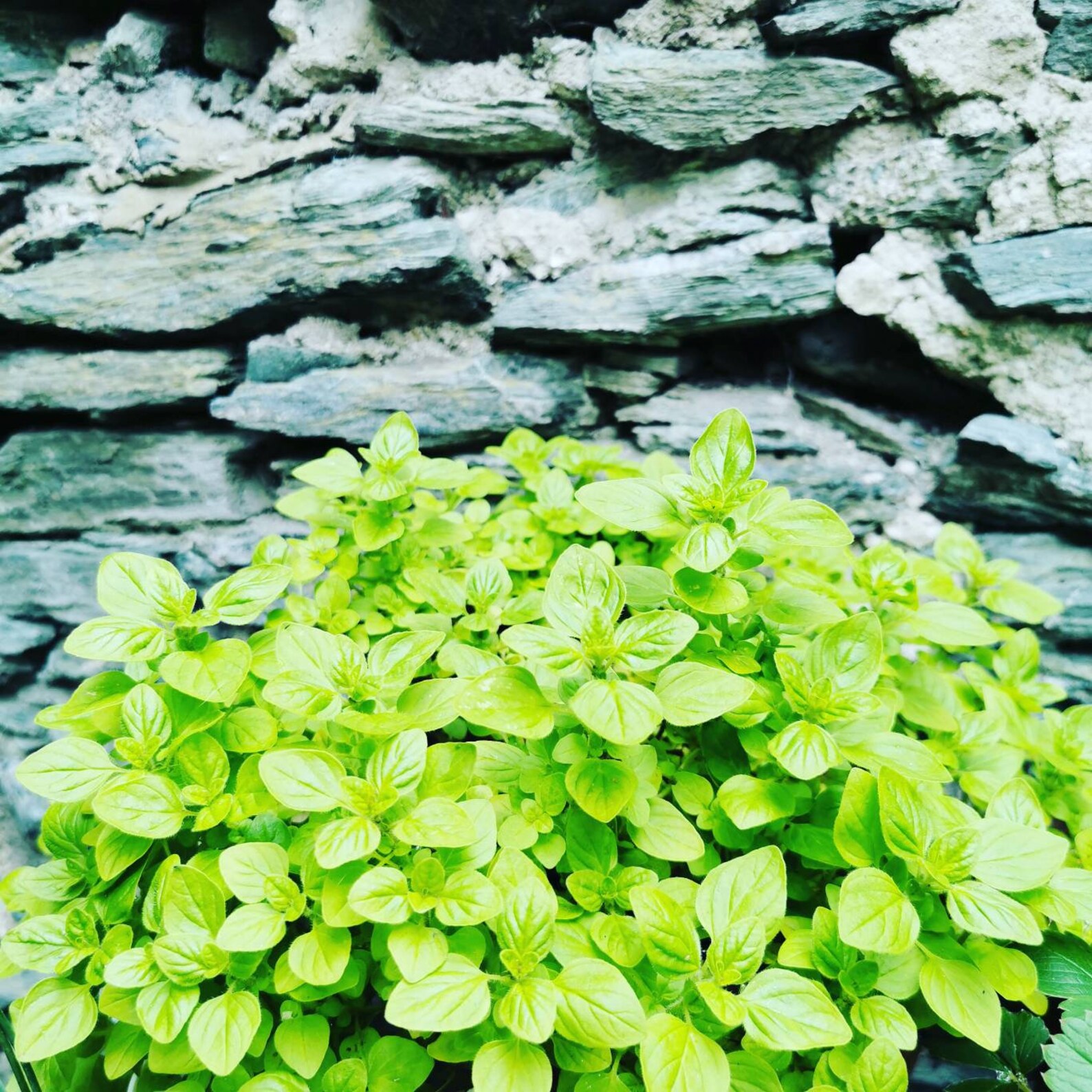Golden Marjoram Plant in a 1 Litre Coir Pot Oregano Origanum Etsy