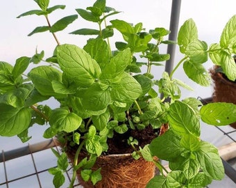 Peppermint Plant in a Biodegradable Coir Pot - 9cm, 10cm or 1 Litre Pots (Ready Late May/Early June)