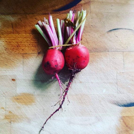 200 Beetroot 'Candy Stripe' 'Chioggia' Seeds Etsy