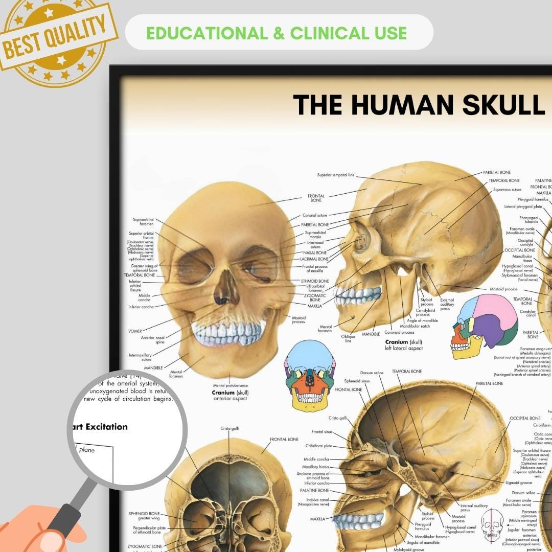 Skull Poster Anatomy Human Biology Poster Medical Student Poster Skull