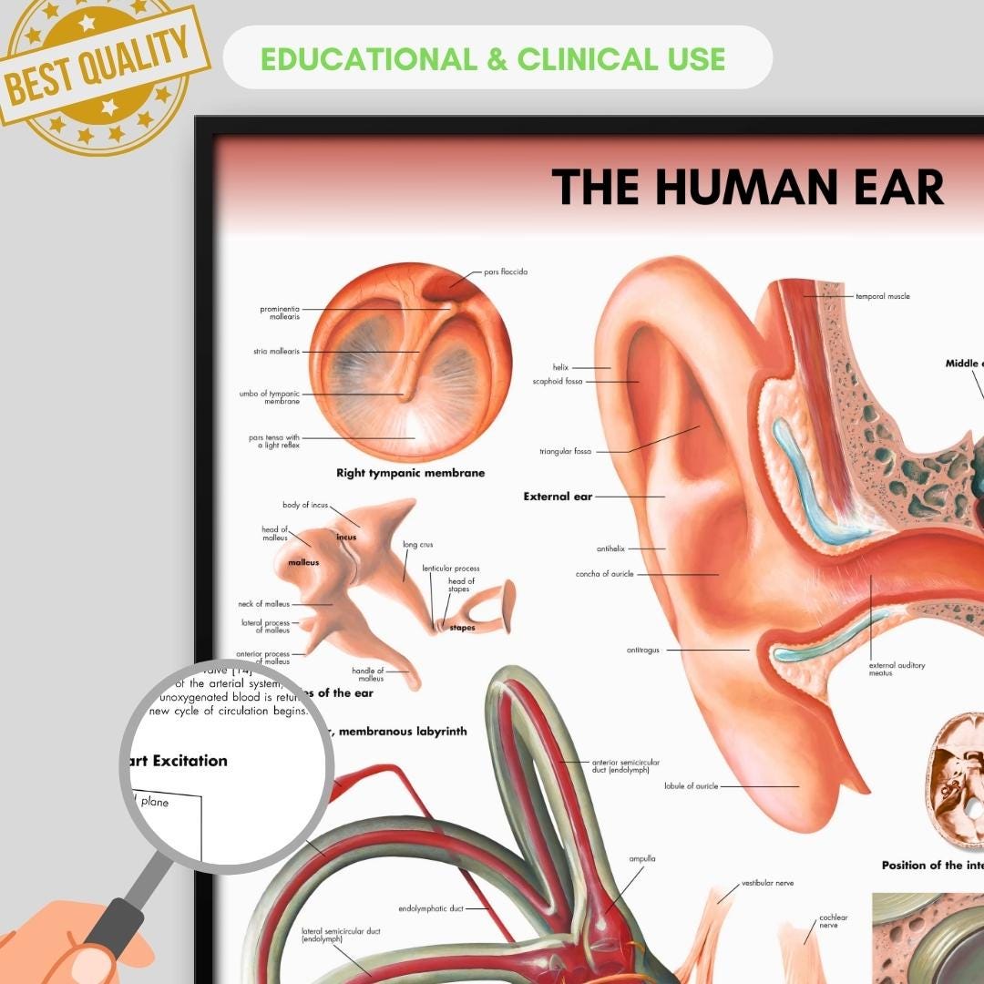 Human Ear Chart Anatomy Human Physiology Charts Medical Student Wall ...