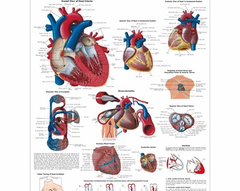 Human Brain Chart Anatomy Human Physiology Charts Medical Student Wall ...