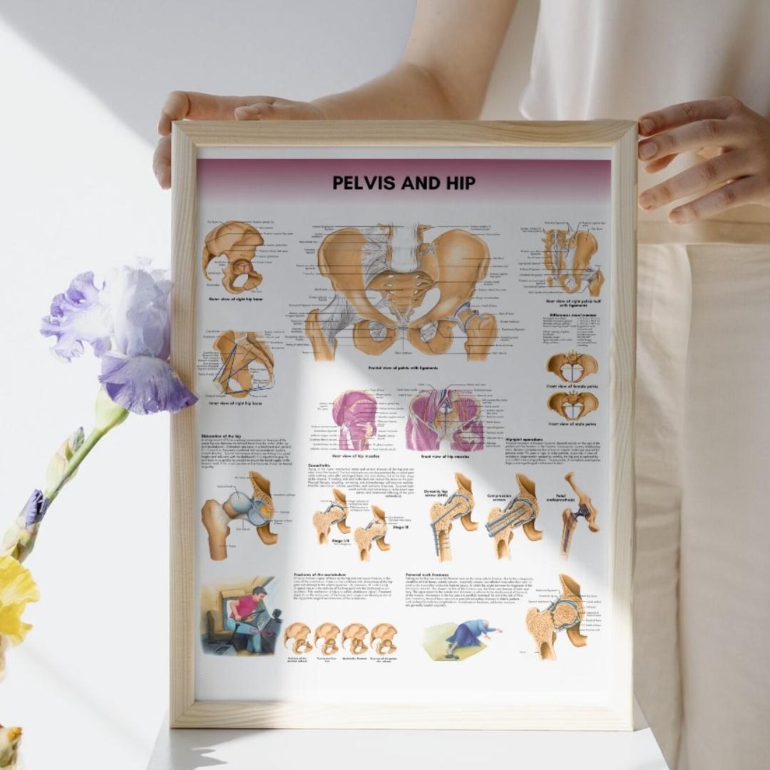 Pelvis Poster Anatomy Human Biology Poster Medical Student Poster Hip