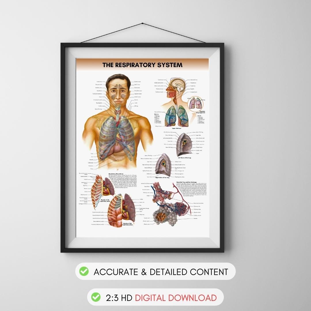 Respiratory System Chart Anatomy Human Physiology Charts Medical