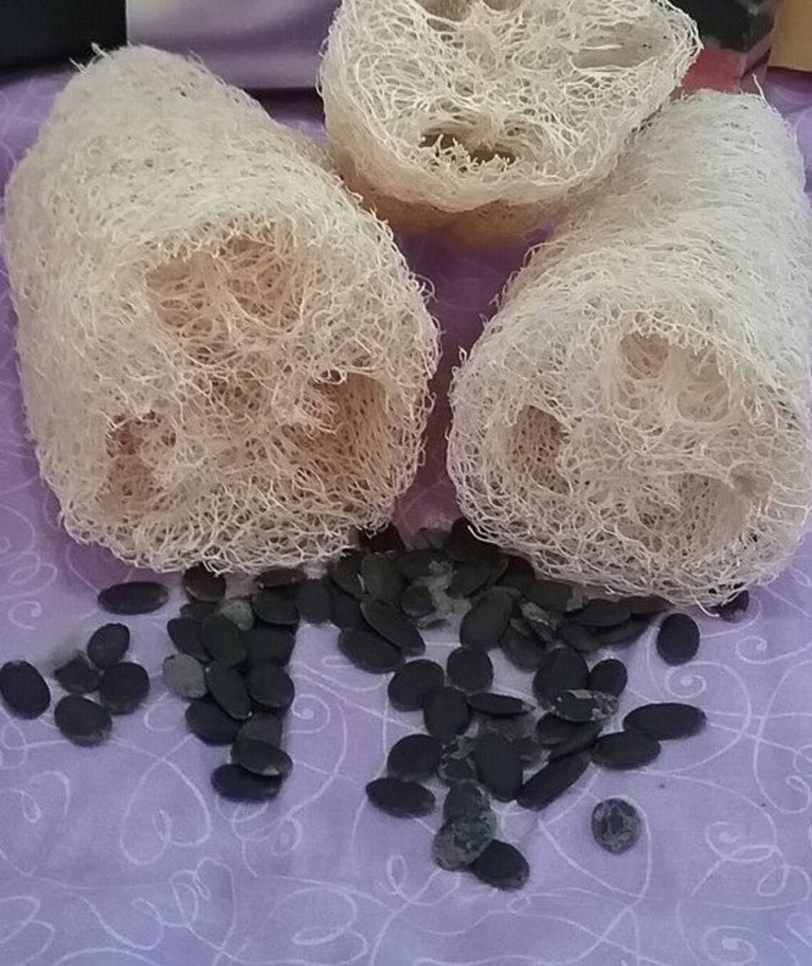 100 Organic Loofah Seeds Loofah Sponge Seeds Lufa Seeds Etsy