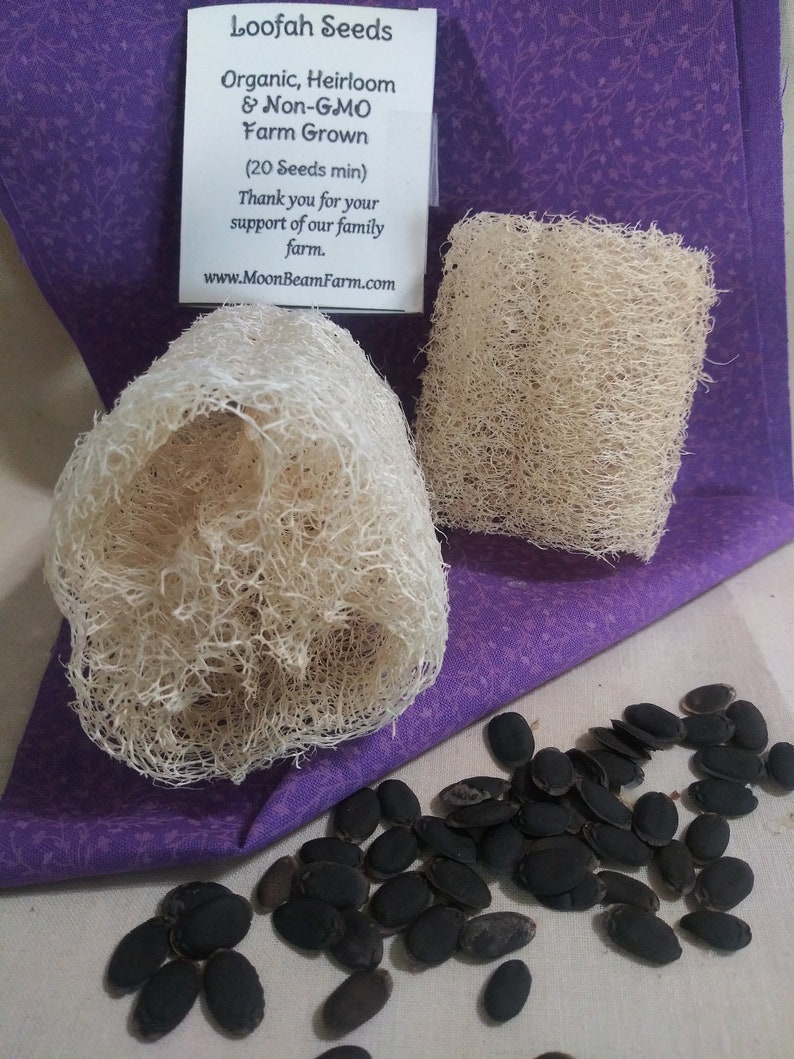 20 Organic Loofah Seeds Loofah Sponge Seeds Lufa Seeds Etsy