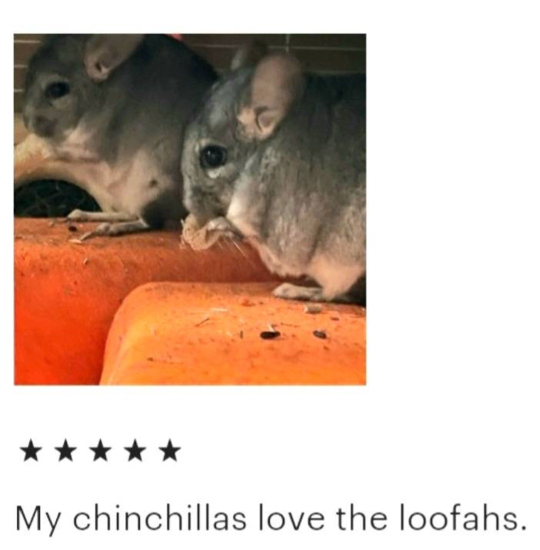 Loofah chinchilla sale