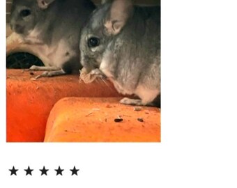 Loofah bio à mâcher pour petits animaux - Cultivé à la ferme, sans OGM