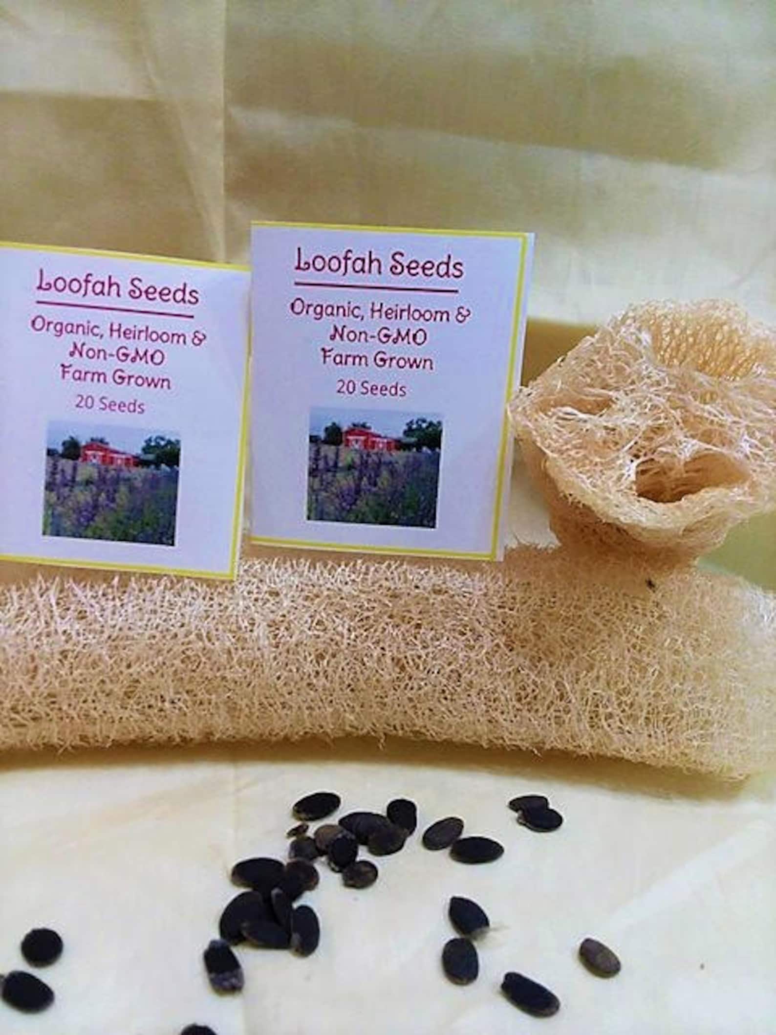 100 Organic Loofah Seeds Loofah Sponge Seeds Lufa Seeds Etsy