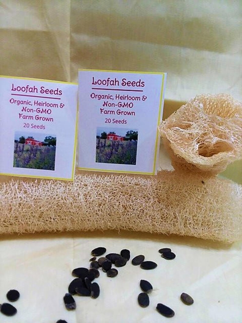 100 Organic Loofah Seeds Loofah Sponge Seeds Lufa Seeds Etsy