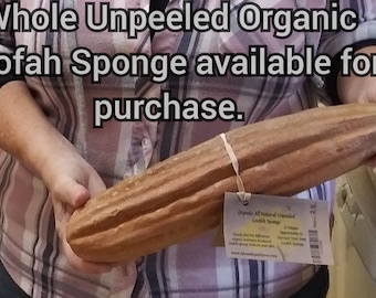 Whole Unpeeled Unprocessed Loofah Sponge - Organic, Non-GMO, Heirloom, Farm Grown, Non-treated, 100% Natural (item De-seeded)