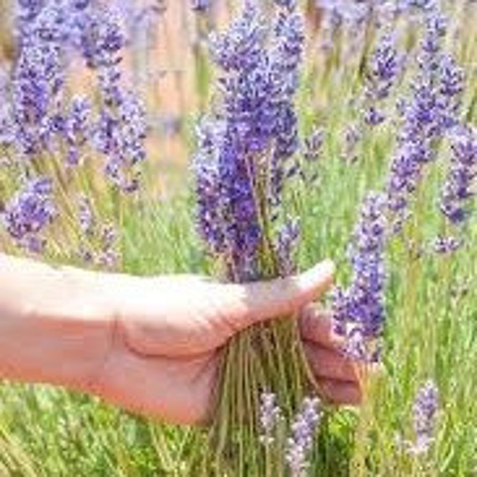 Herbes De Provence a Beautiful Rich Note of Seasoning for Etsy