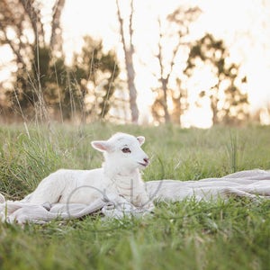 Lamb Digital Background, Spring Digital Background
