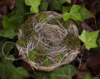 Newborn Digital Backdrop, Nest Digital Backdrop