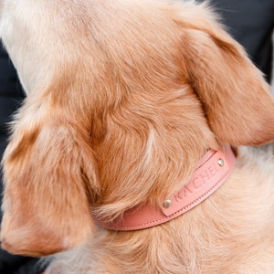 cute dog collars etsy