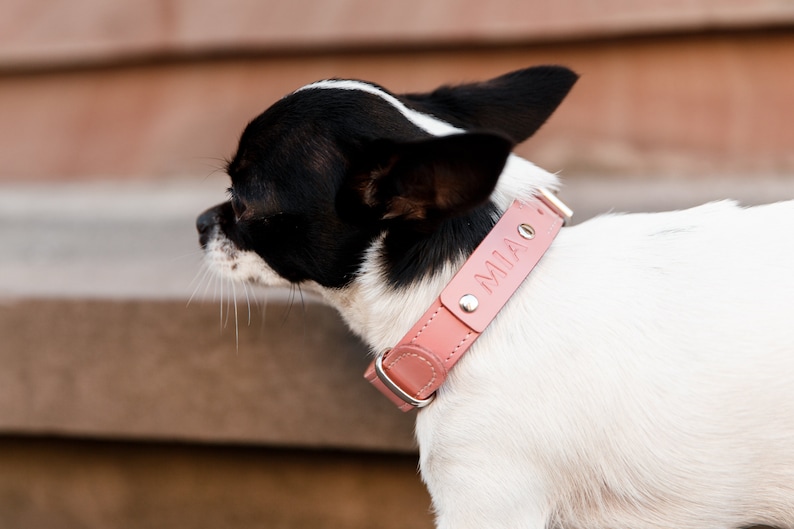 leather female dog collars