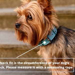 Puede incluir: Un perro peque&ntilde;o con pelaje marr&oacute;n y canela lleva un collar de cuero verde azulado con una hebilla plateada. El texto de la imagen dice: "El ajuste del cuello es la circunferencia del cuello de su perro. M&iacute;dalo con una cinta m&eacute;trica."