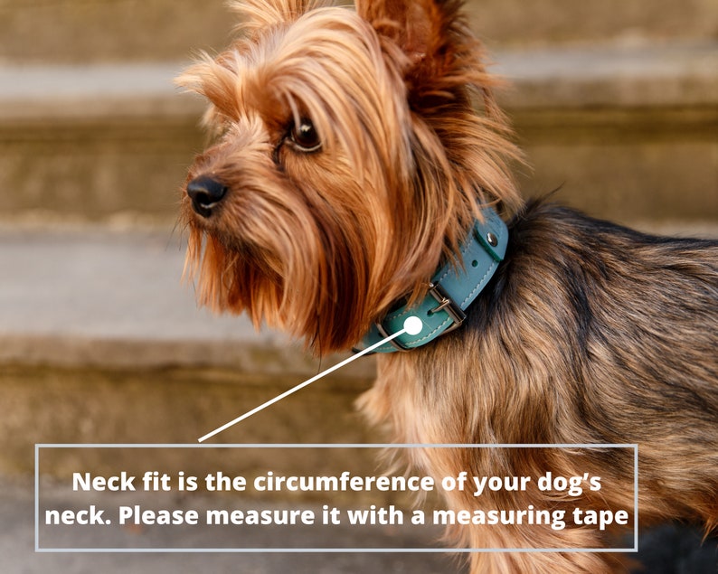 Puede incluir: Un perro peque&ntilde;o con pelaje marr&oacute;n y canela lleva un collar de cuero verde azulado con una hebilla plateada. El texto de la imagen dice: "El ajuste del cuello es la circunferencia del cuello de su perro. M&iacute;dalo con una cinta m&eacute;trica."