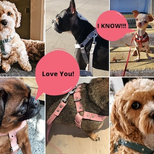 May include: A collage featuring six dogs, each wearing a harness in various colours, including pink, blue, and grey. Speech bubbles display the phrases "Love You!" and "I KNOW!!!".