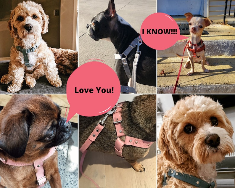 May include: A collage featuring six dogs, each wearing a harness in various colours, including pink, blue, and grey. Speech bubbles display the phrases "Love You!" and "I KNOW!!!".