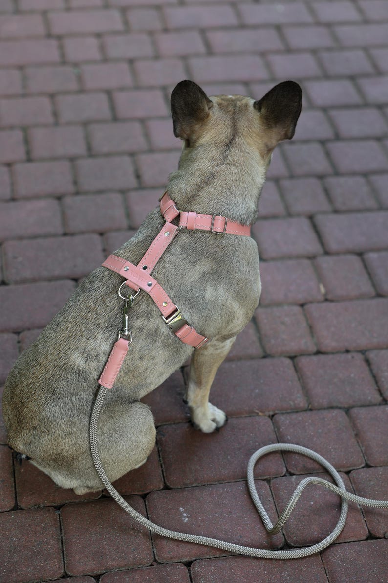 Pu&ograve; includere: Un'imbracatura per cani in pelle rosa chiaro e un set di guinzaglio abbinato. L'imbracatura &egrave; dotata di cinghie regolabili e hardware in metallo. Il cane &egrave; di colore marrone chiaro e si trova su una superficie di mattoni. Il guinzaglio &egrave; di colore grigio chiaro.