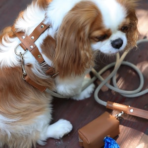 Pu&ograve; includere: Un Cavalier King Charles Spaniel indossa un'imbracatura e un guinzaglio in pelle marrone. Una borsa in pelle marrone abbinata e un sacchetto per rifiuti blu sono accanto al cane. Il cane ha il pelo marrone e bianco.