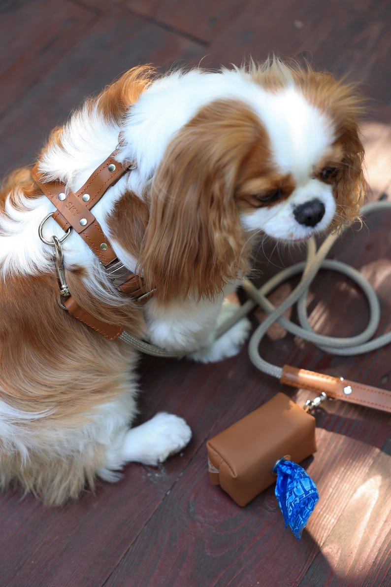 Pu&ograve; includere: Un Cavalier King Charles Spaniel indossa un'imbracatura e un guinzaglio in pelle marrone. Una borsa in pelle marrone abbinata e un sacchetto per rifiuti blu sono accanto al cane. Il cane ha il pelo marrone e bianco.