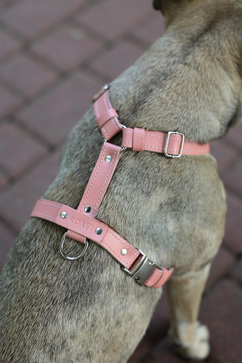 Pu&ograve; includere: Un'imbracatura rosa in pelle per cani con hardware color argento. L'imbracatura ha un anello a D per l'attacco del guinzaglio e la parola "ROXET" &egrave; visibile sul cinturino. L'imbracatura &egrave; su un cane con pelo marrone.