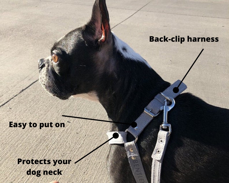 May include: A grey back-clip dog harness on a black and white Boston Terrier. The harness is easy to put on and protects the dog's neck. The harness has a metal clip for attaching a lead.