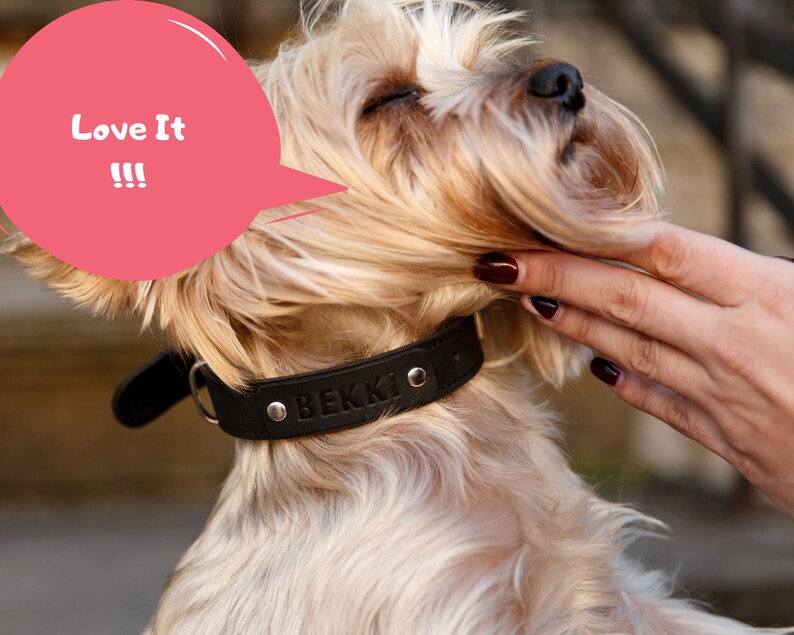Collar de cuero para perro, collar personalizado para perro, collar de cuero para perros pequeños, medianos y grandes, collar grabado para perro, collar elegante para perro imagen 8