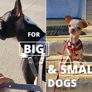 May include: Image showing a large and a small dog, both wearing harnesses. The text "FOR BIG & SMALL DOGS" is displayed. The harness on the larger dog is labelled "BENTLEY".