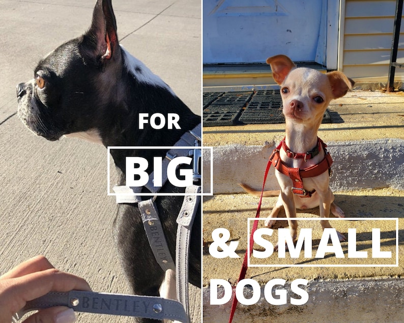 May include: Image showing a large and a small dog, both wearing harnesses. The text "FOR BIG & SMALL DOGS" is displayed. The harness on the larger dog is labelled "BENTLEY".