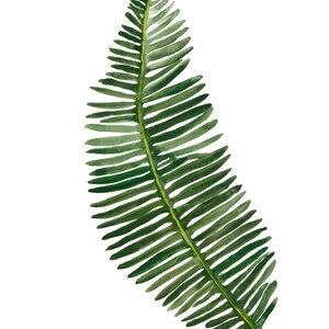 Botanical fern leaf nature print, an illustration in watercolour, Poster of green fern, living room decor, Printable art, Boho wall art image 7