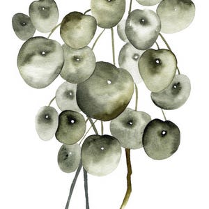 May include: Watercolor painting of a green leafy plant with round leaves. The plant is painted in shades of green and gray, and the leaves are arranged in a cluster.