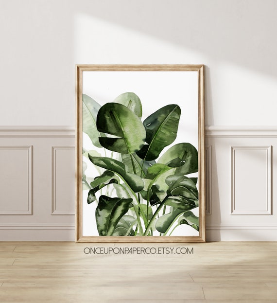 philodendron erubescens green Philodendron erubescens green – Santhi Online Plants main image 0