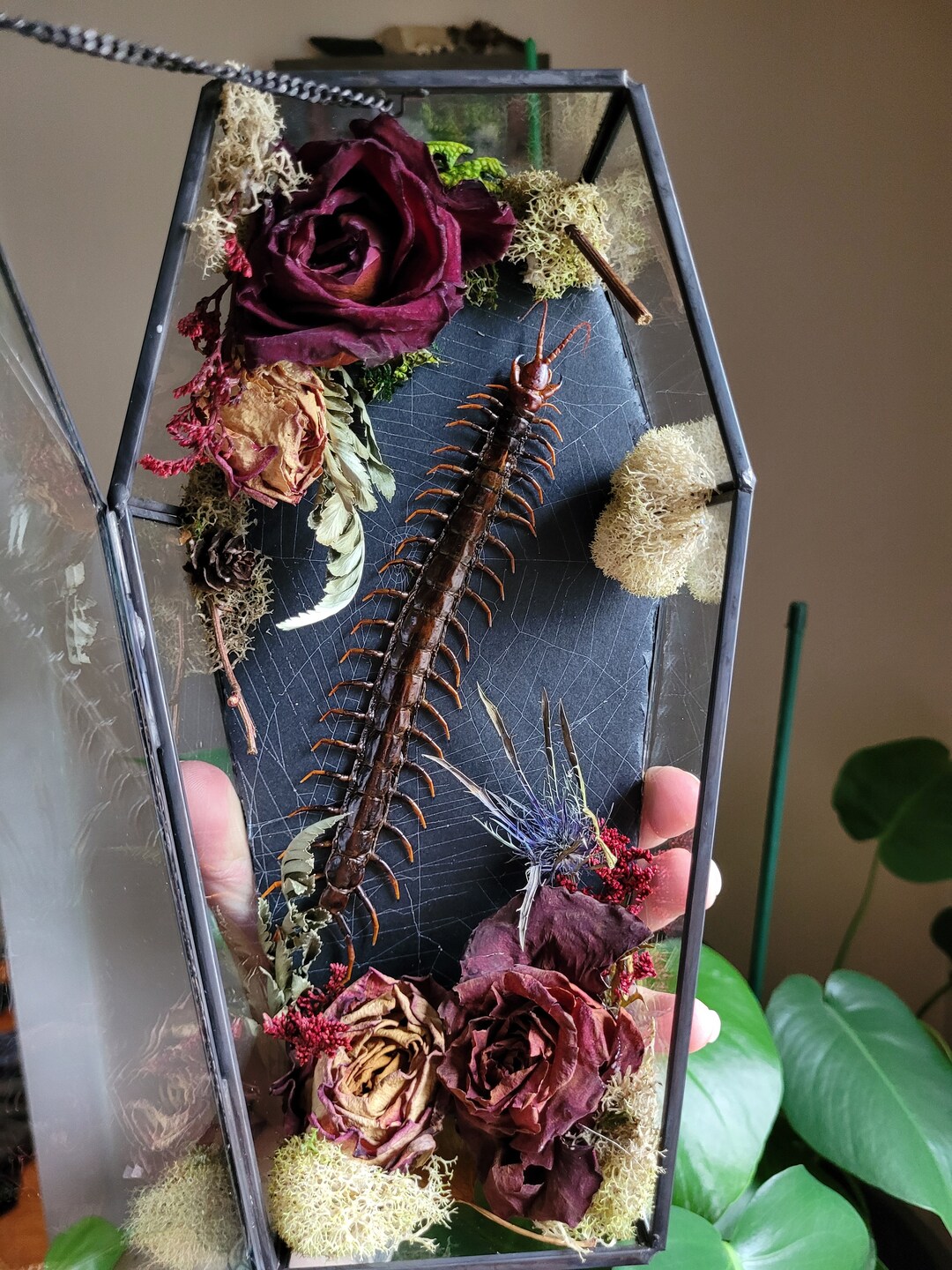 Coffin Terrarium With Centipede Etsy
