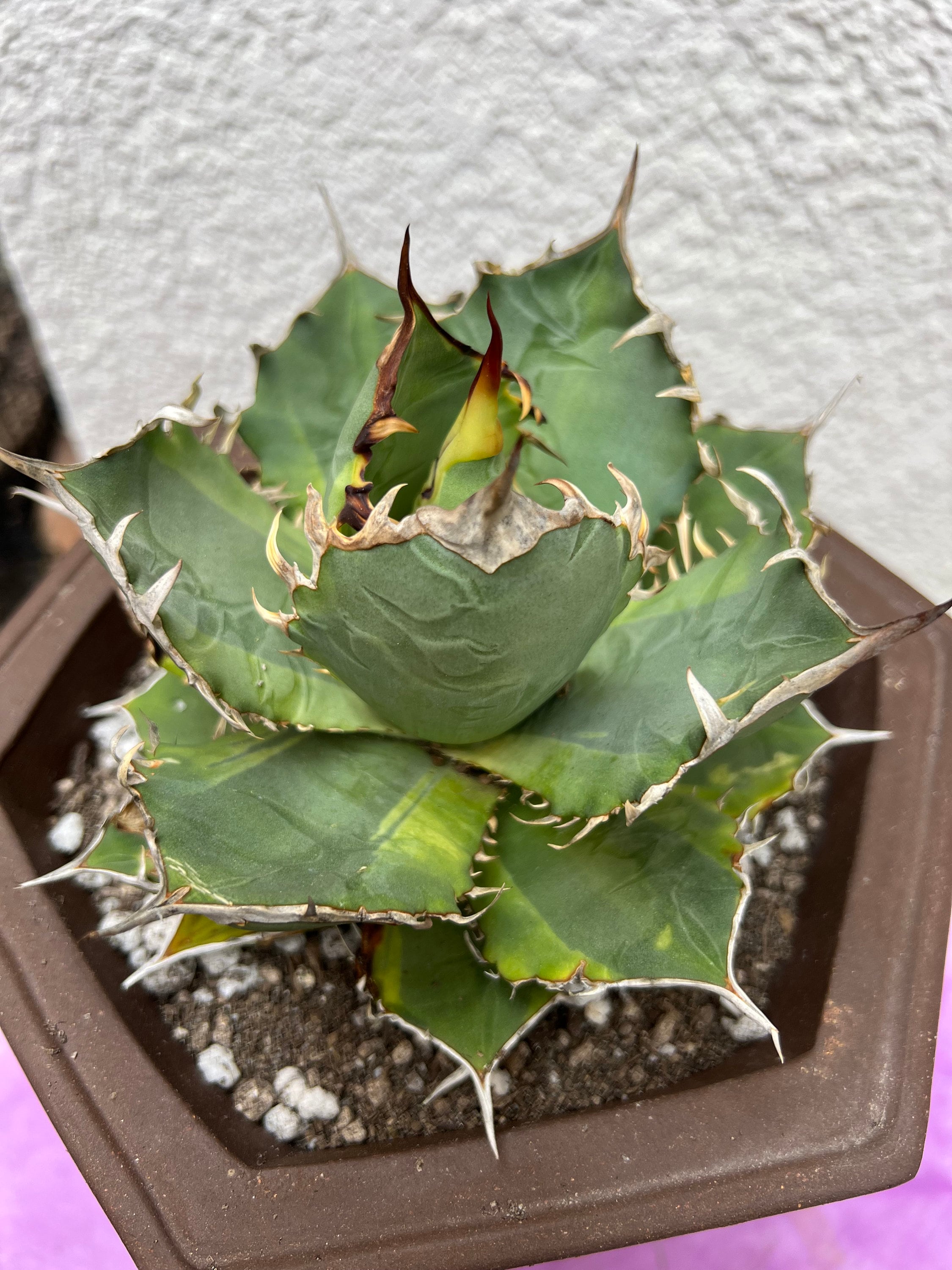 Agave Titanota Banana Peel - Etsy
