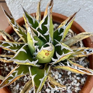 May include: A close-up of an Agave plant in a terracotta pot. The plant features green and yellow leaves with white, spiky edges. The tips of some leaves are brown. The pot sits on a bed of small, light-colored pebbles.