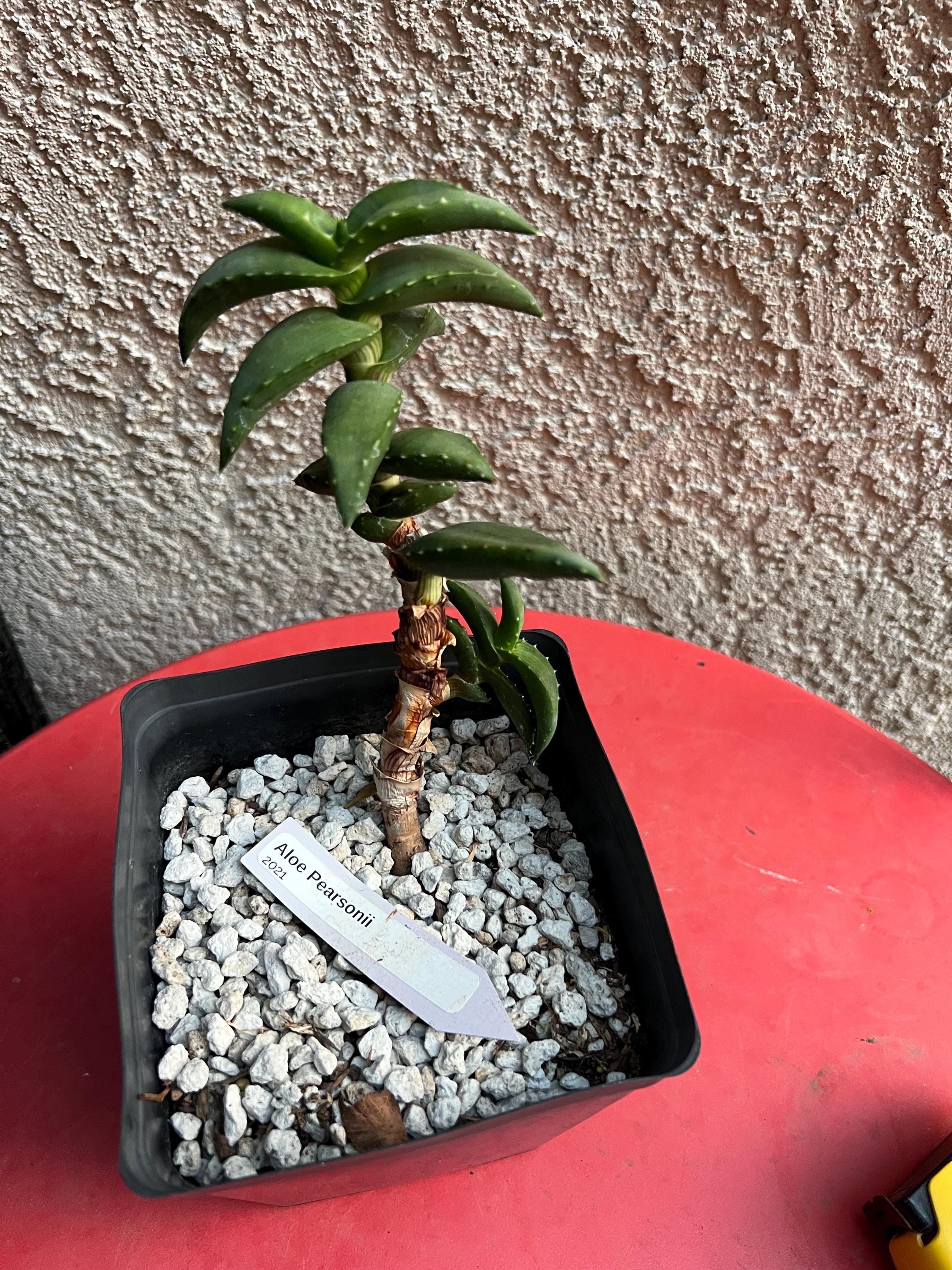 Aloe Pearsonii - Etsy