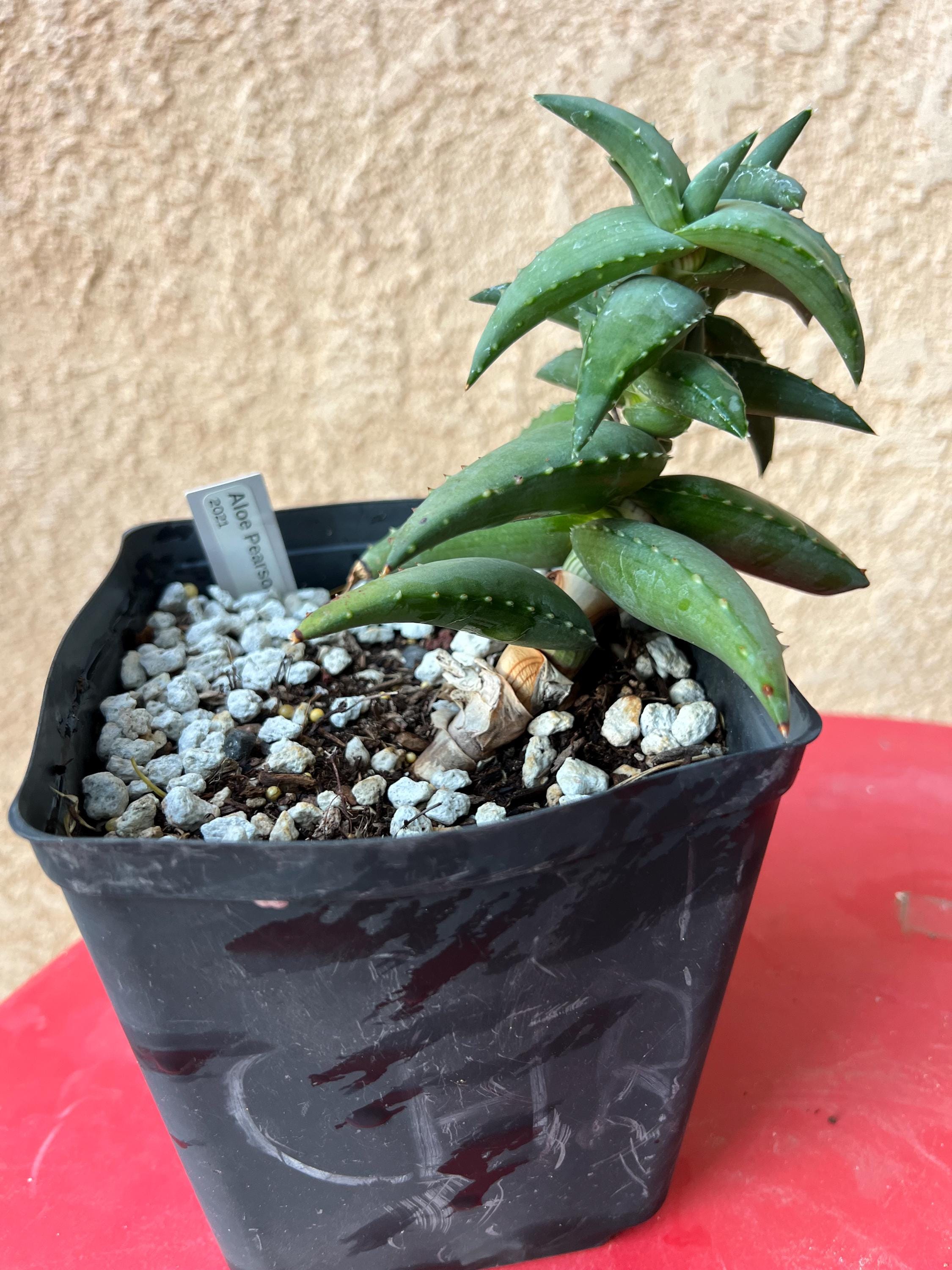 オープニング 大放出セール *** Pearsonii Aloe RARE! Etsy - *** その他