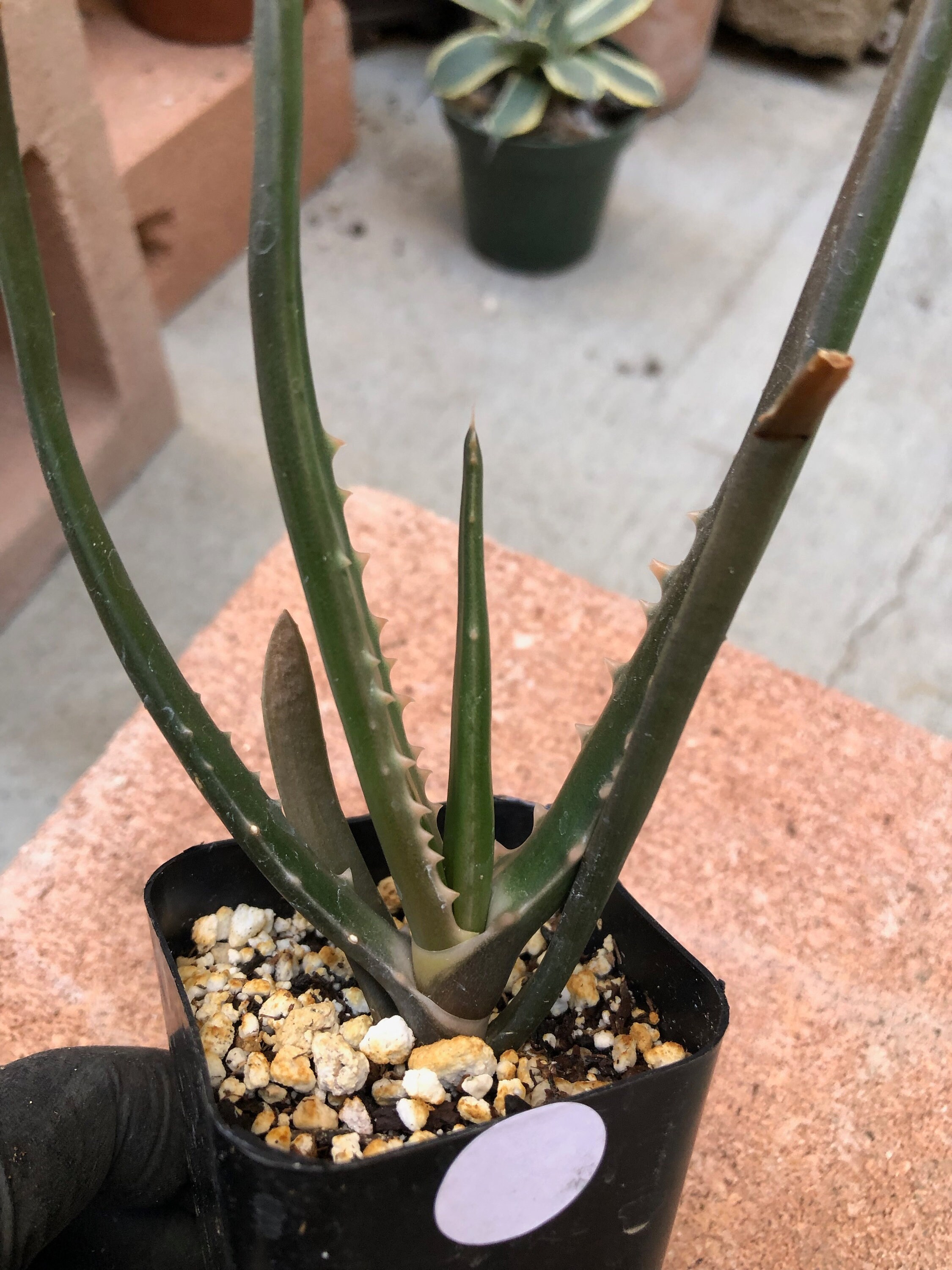 Aloe Tongaensis 'Medusa' Mozambique Tree Aloe Etsy