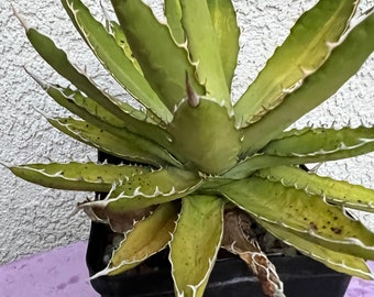 Agave Lophantha