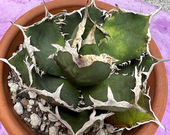 Agave Titanota Cesar - Collectors choice