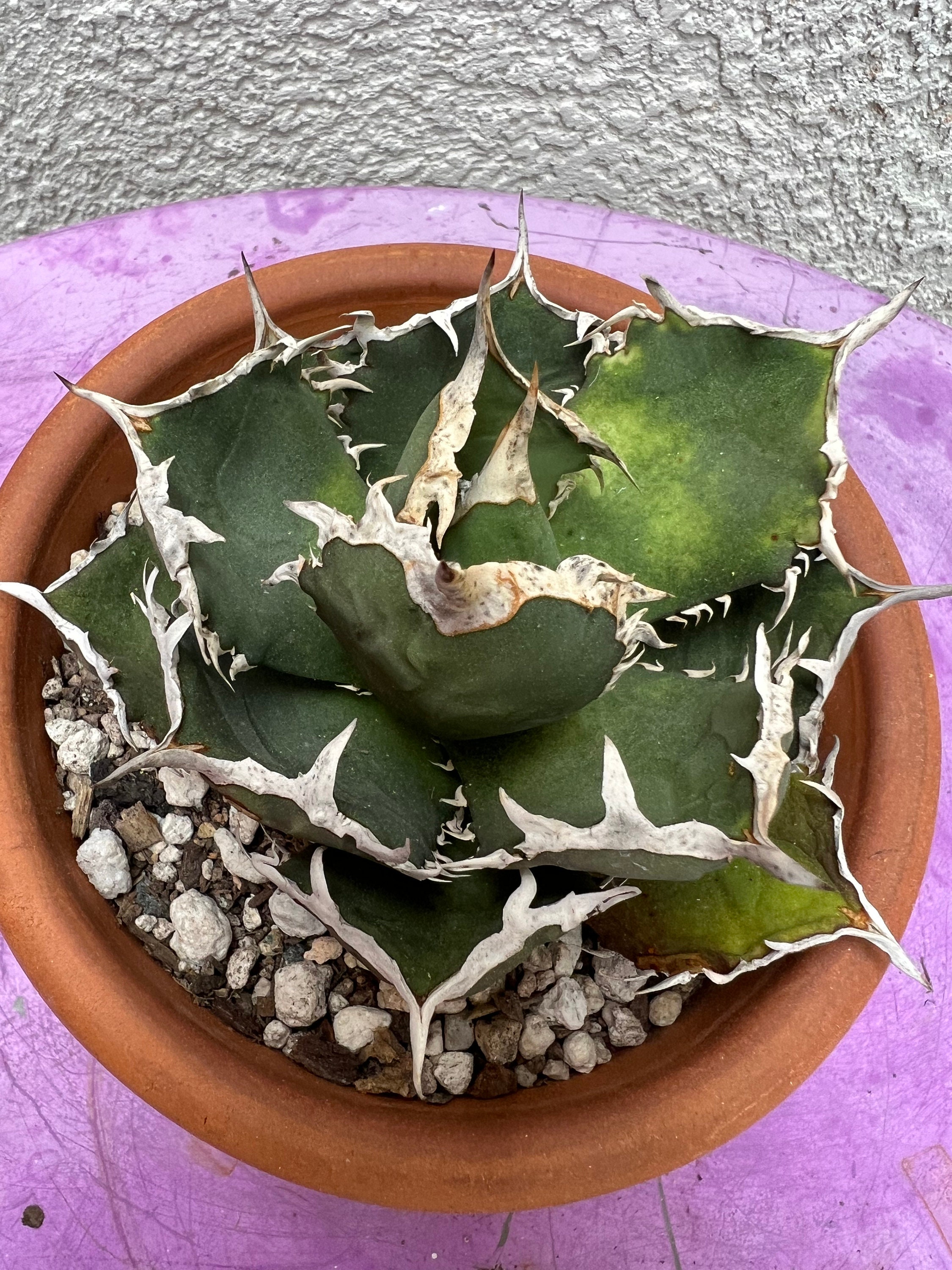 ① レア Agave titanota f.variegata アガベ チタノタ錦 (曙斑 ① レア Agave titanota f.variegata アガベ チタノタ錦 (曙斑
