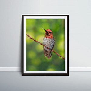 Hummingbird on Branch, Bird Print,  Hummingbird print, Bird Poster, Bird Art, Animal Print, Bird Decor, Wildlife, Animal Art, Nature Print