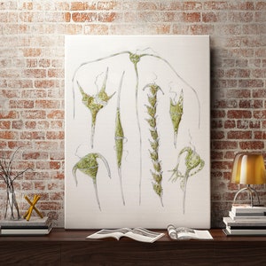Dinoflagellate Print: Vintage Algae Drawing, Ocean Decor
