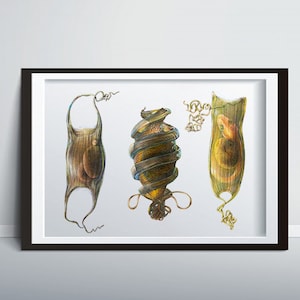 Shark Egg Trilogy,  Shark Drawing, Shark print, Shark Poster, Shark Art, Animal Print, Ocean Decor, Wildlife, Animal Art, Nature Print