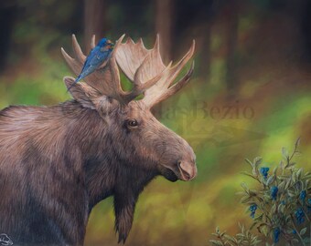 Moose & Sparrow Color Pencil Art Print: Vermont Wildlife