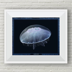 Moon Jellyfish Print,  Jellyfish Drawing, Jellyfish Poster, Jellyfish Art, Animal Print, Ocean Decor, Animal Art, Nature Print