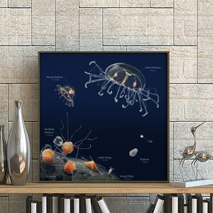 Jellyfish Illustrations,  Ocean print, Jellyfish Poster, Jellyfish Art, Animal Print, Jellyfish Decor, Wildlife, Animal Art, Nature Print